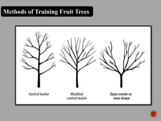 Methods of Training Fruit Trees
 
