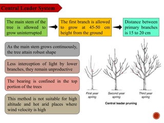 Central Leader System
The main stem of the
tree is allowed to
grow uninterrupted
The first branch is allowed
to grow at 45-50 cm
height from the ground
Distance between
primary branches
is 15 to 20 cm
Less interception of light by lower
branches, they remain unproductive
The bearing is confined in the top
portion of the trees
This method is not suitable for high
altitude and hot arid places where
wind velocity is high
As the main stem grows continuously,
the tree attain robust shape
 
