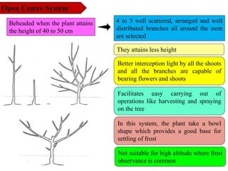 Open Centre System
Beheaded when the plant attains
the height of 40 to 50 cm
4 to 5 well scattered, arranged and well
distributed branches all around the stem
are selected
Better interception light by all the shoots
and all the branches are capable of
bearing flowers and shoots
Facilitates easy carrying out of
operations like harvesting and spraying
on the tree
In this system, the plant take a bowl
shape which provides a good base for
settling of frost
They attains less height
Not suitable for high altitude where frost
observance is common
 