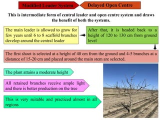Modified Leader System
This is intermediate form of central leader and open centre system and draws
the benefit of both the systems.
The main leader is allowed to grow for
few years until 6 to 8 scaffold branches
develop around the central leader
After that, it is headed back to a
height of 120 to 130 cm from ground
level
The first shoot is selected at a height of 40 cm from the ground and 4-5 branches at a
distance of 15-20 cm and placed around the main stem are selected.
The plant attains a moderate height
All retained branches receive ample light
and there is better production on the tree
This is very suitable and practiced almost in all
regions
Delayed Open Centre
 