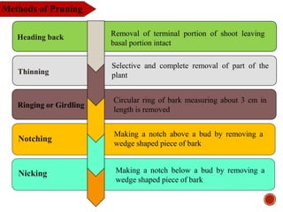 Methods of Pruning
Heading back Removal of terminal portion of shoot leaving
basal portion intact
Thinning
Selective and complete removal of part of the
plant
Circular ring of bark measuring about 3 cm in
length is removed
Ringing or Girdling
Making a notch below a bud by removing a
wedge shaped piece of bark
Nicking
Making a notch above a bud by removing a
wedge shaped piece of bark
Notching
 