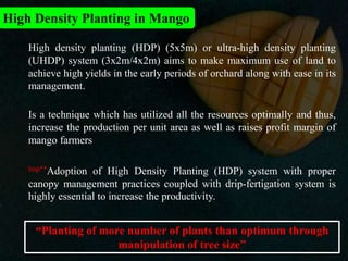 High Density Planting in Mango
High density planting (HDP) (5x5m) or ultra-high density planting
(UHDP) system (3x2m/4x2m) aims to make maximum use of land to
achieve high yields in the early periods of orchard along with ease in its
management.
Is a technique which has utilized all the resources optimally and thus,
increase the production per unit area as well as raises profit margin of
mango farmers
“Planting of more number of plants than optimum through
manipulation of tree size”
Imp**Adoption of High Density Planting (HDP) system with proper
canopy management practices coupled with drip-fertigation system is
highly essential to increase the productivity.
 