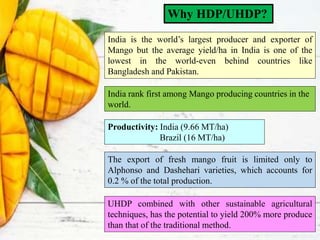 Why HDP/UHDP?
India is the world’s largest producer and exporter of
Mango but the average yield/ha in India is one of the
lowest in the world-even behind countries like
Bangladesh and Pakistan.
Productivity: India (9.66 MT/ha)
Brazil (16 MT/ha)
India rank first among Mango producing countries in the
world.
The export of fresh mango fruit is limited only to
Alphonso and Dashehari varieties, which accounts for
0.2 % of the total production.
UHDP combined with other sustainable agricultural
techniques, has the potential to yield 200% more produce
than that of the traditional method.
 