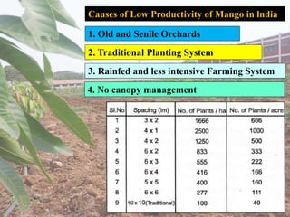Causes of Low Productivity of Mango in lndia
1. Old and Senile Orchards
2. Traditional Planting System
3. Rainfed and less intensive Farming System
4. No canopy management
 
