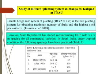 Double hedge row system of planting (10 x 5 x 5 m) is the best planting
system for obtaining maximum number of fruits and the highest yield
per unit area. (Jasmine et al. 2009).
However, State Department has started recommending HDP with 5 x 5
m spacing for all commercial varieties. In South India, under tropical
condition, the following spacings have been practiced (Table 1).
Study of different planting system in Mango cv. Kalepad
at TNAU
 