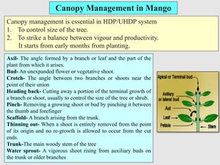 Canopy Management in Mango
Canopy management is essential in HDP/UHDP system
1. To control size of the tree.
2. To strike a balance between vigour and productivity.
It starts from early months from planting.
Axil- The angle formed by a branch or leaf and the part of the
plant from which it arises.
Bud- An unexpanded flower or vegetative shoot.
Crotch- The angle between two branches or shoots near the
point of their union
Heading back- Cutting away a portion of the terminal growth of
a branch or shoot, usually to control the size of the tree or shrub.
Pinch- Removing a growing shoot or bud by pinching it between
the thumb and forefinger
Scaffold- A branch arising from the trunk.
Thinning out- When a shoot is entirely removed from the point
of its origin and no re-growth is allowed to occur from the cut
ends.
Trunk-The main woody stem of the tree
Water sprout- A vigorous shoot rising from auxiliary buds on
the trunk or older branches
 