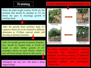 When the plant height reaches 45-60 cm, the
terminal bud should be pinched at 5-6 cm
below the apex to encourage growth of
auxiliary buds
Ultimately the tree row will form a dome
shaped hedge
Training
After the growth from auxiliary buds 2-3
vigorous shoots are to be retained in different
directions at 15-20cm interval which will
develop as primary branches
After 4-6 months growth of primary branches,
they should be headed back at 45-60 cm
length to allow further growth of 4-5
secondary shoots on each branch, which in
turn will form tertiary shoots in due course
In many orchards, improper training
especially the formative pruning
resulted in overcrowding of branches
resulting in more incidences of hopper,
powdery mildew and anthracnose
disease etc.
Canopy management in young mango trees
 