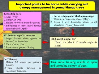 Important points to be borne while carrying out
canopy management in young Mango trees
I. Heading back
1.Age: 1 year
2.Time: Oct-Dec
3.Height: 40-60 cm from the ground
4.Emergence of new shoot: Spring
season (March-April)
II. For development of ideal open canopy
1. Thinning of excessive shoots (May).
2. Retain 4 well distributed shoots in all
directions (Primary branches)
III. Crotch angle: 45o
Bend the shoot if crotch angle is
small
IV. 2nd cutting of 1o branches
1.Stage: Mature shoot (green to
brown-7 to 8 months).
2.Time: Oct. to Nov.
3.Induces new growth: Spring
V. Thinning
1.Retain 2-3 shoots per primary
branch.
2.These shoots develop as
secondary branches.
This initial training results in open
and spreading canopy of trees.
 
