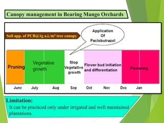 Canopy management in Bearing Mango Orchards
Soil app. of PCB@1g a.i./m2 tree canopy
Limitation:
It can be practiced only under irrigated and well maintained
plantations.
 