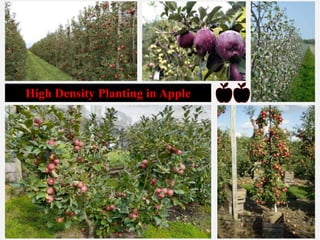 High Density Planting in Apple
 