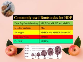 Commonly used Rootstocks for HDP
Dwarfing/Semi-dwarfing M9, M26, M4, M7 and MM106
Meadow orchards M27
Spur types MM106 and MM109 for and M7
Non-spur types MM111
For J&K MM106
 