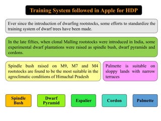 Training System followed in Apple for HDP
Ever since the introduction of dwarfing rootstocks, some efforts to standardize the
training system of dwarf trees have been made.
In the late fifties, when clonal Malling rootstocks were introduced in India, some
experimental dwarf plantations were raised as spindle bush, dwarf pyramids and
cordons.
Spindle bush raised on M9, M7 and M4
rootstocks are found to be the most suitable in the
agroclimatic conditions of Himachal Pradesh
Palmette is suitable on
sloppy lands with narrow
terraces
Spindle
Bush
Dwarf
Pyramid
Espalier Cordon Palmette
 