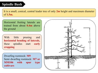 Spindle Bush
It is a small, conical, central leader tree of only 2m height and maximum diameter
of 1.5m.
Horizontal fruiting laterals are
trained from about 0.4m above
the ground
With little pruning and
horizontal bending of laterals,
these spindles start early
cropping
Dwarfing rootstock: M9
Semi dwarfing rootstock: M7 or
MM106 with spur type
cultivars
 