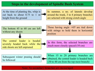 Steps in the development of Spindle Bush System
At the time of planting the, whip is
cut back to about 0.75 to 1 m
height from the ground
In summer, a no. of laterals develop
around the trunk, 3 to 4 primary branches
are selected with strong crotch angle
Those having angle <45o are tied down
with strings to hold them in horizontal
position
The bottom 45 to 60 cm are left
without any shoots
In this form, the selected branches are
much more closely spaced (10 cm)
The central leader is headed
severely headed back while the
side shoots are left unpruned
When 15 to 20 primary branches are
obtained, the central leader is headed back
(30 to 40 cm from the top most branch)
Subsequent winter pruning should
be followed
Note: No secondary branches are encouraged
 