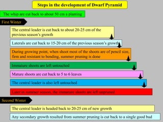Steps in the development of Dwarf Pyramid
The whip are cut back to about 50 cm a planting
First Winter
Laterals are cut back to 15-20 cm of the previous season’s growth
The central leader is cut back to about 20-25 cm of the
previous season’s growth
During growing point, when shoot most of the shoots are of pencil size,
firm and resistant to bending, summer pruning is done
Immature shoots are left untouched
Mature shoots are cut back to 5 to 6 leaves
The central leader is also left untouched
Later in summer season, the immature shoots are left unpruned
Second Winter
Any secondary growth resulted from summer pruning is cut back to a single good bud
The central leader is headed back to 20-25 cm of new growth
 