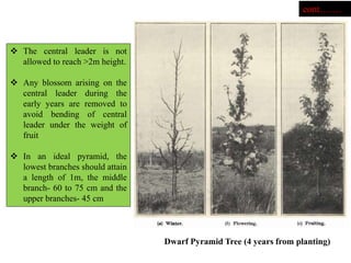  The central leader is not
allowed to reach >2m height.
 Any blossom arising on the
central leader during the
early years are removed to
avoid bending of central
leader under the weight of
fruit
 In an ideal pyramid, the
lowest branches should attain
a length of 1m, the middle
branch- 60 to 75 cm and the
upper branches- 45 cm
cont…….
Dwarf Pyramid Tree (4 years from planting)
 