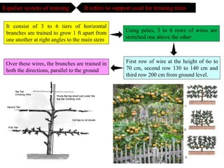 Espalier system of training It refers to support used for training trees
It consist of 3 to 6 tiers of horizontal
branches are trained to grow 1 ft apart from
one another at right angles to the main stem
Using poles, 3 to 6 rows of wires are
stretched one above the other
First row of wire at the height of 6o to
70 cm, second row 130 to 140 cm and
third row 200 cm from ground level.
Over these wires, the branches are trained in
both the directions, parallel to the ground
 