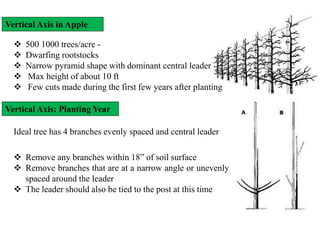 Vertical Axis in Apple
 500 1000 trees/acre ‐
 Dwarfing rootstocks
 Narrow pyramid shape with dominant central leader
 Max height of about 10 ft
 Few cuts made during the first few years after planting
Vertical Axis: Planting Year
Ideal tree has 4 branches evenly spaced and central leader
 Remove any branches within 18” of soil surface
 Remove branches that are at a narrow angle or unevenly
spaced around the leader
 The leader should also be tied to the post at this time
 