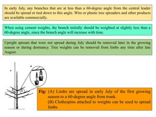 In early July, any branches that are at less than a 60-degree angle from the central leader
should be spread or tied down to this angle. Wire or plastic tree spreaders and other products
are available commercially.
When using cement weights, the branch initially should be weighted at slightly less than a
60-degree angle, since the branch angle will increase with time.
Upright sprouts that were not spread during July should be removed later in the growing
season or during dormancy. Tree weights can be removed from limbs any time after late
August.
Fig: (A) Limbs are spread in early July of the first growing
season to a 60-degree angle from trunk.
(B) Clothespins attached to weights can be used to spread
limbs
 
