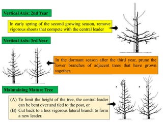 Vertical Axis: 2nd Year
In early spring of the second growing season, remove
vigorous shoots that compete with the central leader
Vertical Axis: 3rd Year
In the dormant season after the third year, prune the
lower branches of adjacent trees that have grown
together.
Maintaining Mature Tree
(A) To limit the height of the tree, the central leader
can be bent over and tied to the post, or
(B) Cut back to a less vigorous lateral branch to form
a new leader.
 