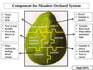 Component for Meadow Orchard System
Singh (2013)
 Dwarf
 Suitable to
market
 Varieties
 Root stock
 Plant utilize
maximum
light
 Suitable to
guava
 well fertile
 Near to
source
 Water
 INM
 IPM
 True to type
 Healthy
 Free from
disease &
pest
 Plant
trained for
making
dwarf
canopy
 