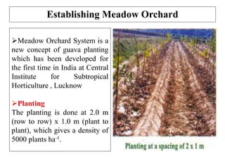 Establishing Meadow Orchard
Meadow Orchard System is a
new concept of guava planting
which has been developed for
the first time in India at Central
Institute for Subtropical
Horticulture , Lucknow
Planting
The planting is done at 2.0 m
(row to row) x 1.0 m (plant to
plant), which gives a density of
5000 plants ha-1.
 