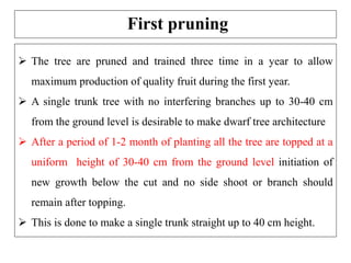 First pruning
 The tree are pruned and trained three time in a year to allow
maximum production of quality fruit during the first year.
 A single trunk tree with no interfering branches up to 30-40 cm
from the ground level is desirable to make dwarf tree architecture
 After a period of 1-2 month of planting all the tree are topped at a
uniform height of 30-40 cm from the ground level initiation of
new growth below the cut and no side shoot or branch should
remain after topping.
 This is done to make a single trunk straight up to 40 cm height.
 