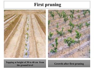 First pruning
Growth after first pruning
Topping at height of 30 to 40 cm from
the ground level
 