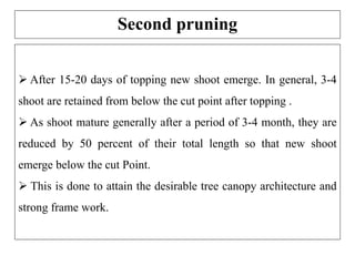 Second pruning
 After 15-20 days of topping new shoot emerge. In general, 3-4
shoot are retained from below the cut point after topping .
 As shoot mature generally after a period of 3-4 month, they are
reduced by 50 percent of their total length so that new shoot
emerge below the cut Point.
 This is done to attain the desirable tree canopy architecture and
strong frame work.
 