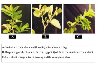 A. Initiation of new shoot and flowering after shoot pruning
B. Re-pruning of shoot (above the fruiting point) of shoot for initiation of new shoot
C. New shoot emerge after re-pruning and flowering take place
A B C
 