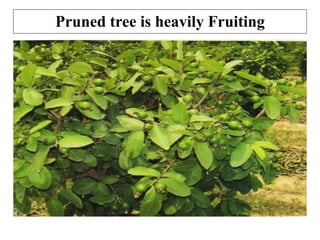 Pruned tree is heavily Fruiting
 