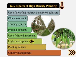 Use of dwarfing rootstock and scion cultivars
Clonal rootstock
Training system
Pruning of plants
Use of Growth retardants
Light interception
Planting density
Canopy management
Key aspects of High Density Planting
 