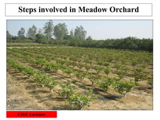 Steps involved in Meadow Orchard
CISH, Lucknow
 