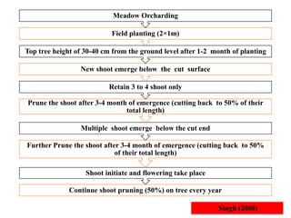 Continue shoot pruning (50%) on tree every year
Shoot initiate and flowering take place
Further Prune the shoot after 3-4 month of emergence (cutting back to 50%
of their total length)
Multiple shoot emerge below the cut end
Prune the shoot after 3-4 month of emergence (cutting back to 50% of their
total length)
Retain 3 to 4 shoot only
New shoot emerge below the cut surface
Top tree height of 30-40 cm from the ground level after 1-2 month of planting
Field planting (2×1m)
Meadow Orcharding
Singh (2008)
 