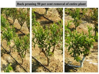 Back pruning 50 per cent removal of entire plant
 