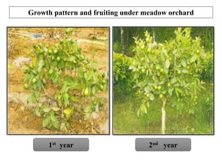 Growth pattern and fruiting under meadow orchard
1st year 2nd year
 