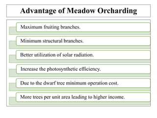 Maximum fruiting branches.
Minimum structural branches.
Better utilization of solar radiation.
Increase the photosynthetic efficiency.
Due to the dwarf tree minimum operation cost.
More trees per unit area leading to higher income.
Advantage of Meadow Orcharding
 