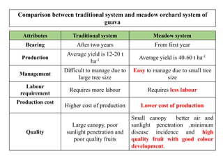 Attributes Traditional system Meadow system
Bearing After two years From first year
Production
Average yield is 12-20 t
ha-1 Average yield is 40-60 t ha-1
Management
Difficult to manage due to
large tree size
Easy to manage due to small tree
size
Labour
requirement
Requires more labour Requires less labour
Production cost
Higher cost of production Lower cost of production
Quality
Large canopy, poor
sunlight penetration and
poor quality fruits
Small canopy better air and
sunlight penetration ,minimum
disease incidence and high
quality fruit with good colour
development.
Comparison between traditional system and meadow orchard system of
guava
 