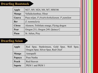 Dwarfing Rootstock
Apple M27, M9, M26, M4, M7, MM106
Mango Vellaikolumbun, Olour
Guava Pusa srijan, P. friedrichsthalianum, P. pumilum
Ber Z. nummularia
Citrus Alemow, Trifoliate orange, Flying dragon
Pear Oregon 211, Oregon 249, Quince C
Plum St. Julien, Pixy
Dwarfing Scion
Apple Red Spur, Starkrimson, Gold Spur, Well Spur,
Oregon Spur, Silver Spur, Red Chief
Mango Amrapalli
Papaya Pusa Nanha
Peach Red Heaven
Sapota PKM 1 and PKM 1
 