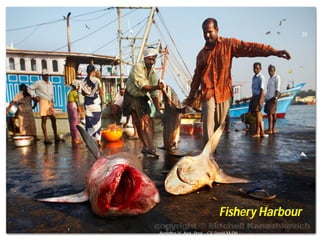 Asnidha.V ,Asst. Prof. , CE Dept,M
Fishery Harbour
38
Asnidha.V ,Asst. Prof. , CE Dept,M-Dit
 