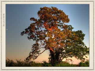 Blended HDR




Single RAW Image




TTHDR
 