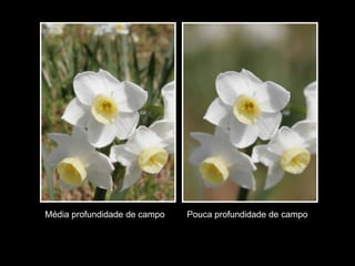 Média profundidade de campo   Pouca profundidade de campo
 