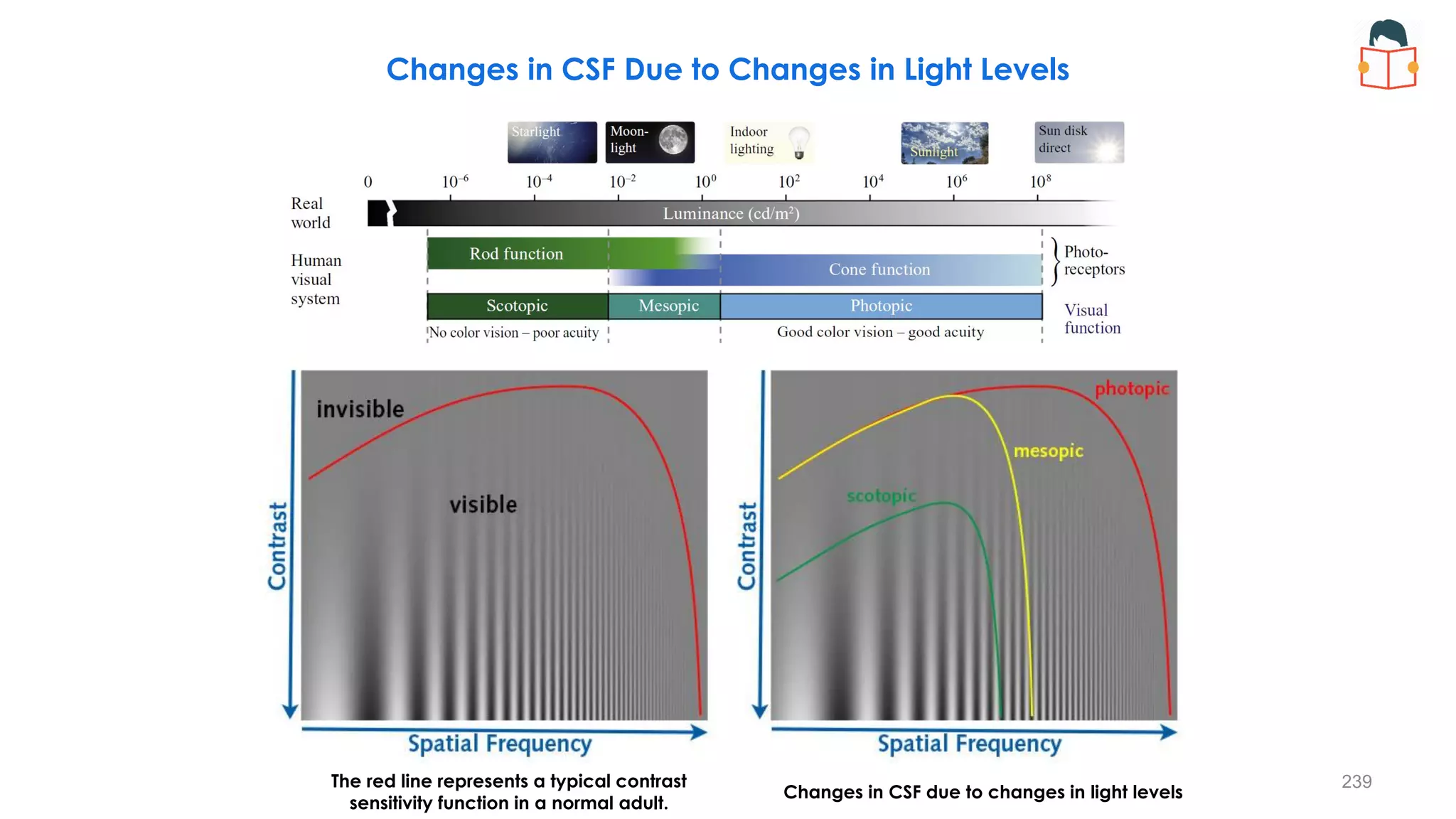 Changes in CSF Due to Changes in Light Levels
Changes in CSF due to changes in light levels
The red line represents a typical contrast
sensitivity function in a normal adult.
239
 