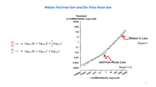 log10 ∆𝐿 = log10 𝐶 + log10 𝐿
∆𝑳
𝑳
= 𝑪
∆𝑳
𝑳
= 𝑲 log10 ∆𝐿 = log10 𝐾 +
1
2
log10 𝐿
⇒
⇒
L (millilamberts), Log scale
Threshold
∆L (millilamberts), Log scale
Slope=1
Slope=1/2
Weber-Fechner law and De Vries-Rose law
13
 