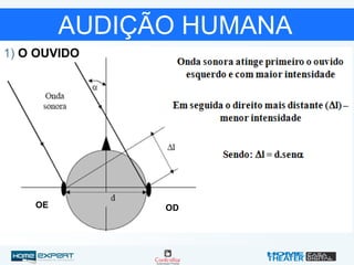AUDIÇÃO HUMANA
OE OD
1) O OUVIDO
 