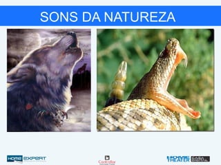 SONS DA NATUREZA
 