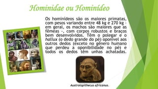 Hominidae ou Hominídeo
Os hominídeos são os maiores primatas,
com pesos variando entre 48 kg e 270 kg –
em geral, os machos são maiores que as
fêmeas -, com corpos robustos e braços
bem desenvolvidos. Têm o polegar e o
hallux (o dedo grande do pé) oponível aos
outros dedos (exceto no gênero humano
que perdeu a oponibilidade no pé) e
todos os dedos têm unhas achatadas.
Austrolopithecus africanus.
 