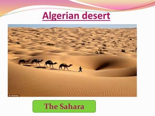 Algerian desert
The Sahara
 