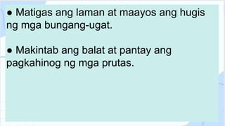 ● Matigas ang laman at maayos ang hugis
ng mga bungang-ugat.
● Makintab ang balat at pantay ang
pagkahinog ng mga prutas.
 