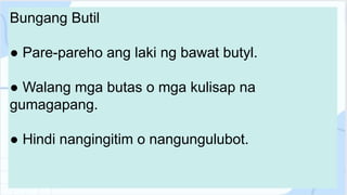 Bungang Butil
● Pare-pareho ang laki ng bawat butyl.
● Walang mga butas o mga kulisap na
gumagapang.
● Hindi nangingitim o nangungulubot.
 